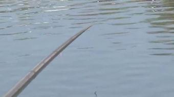 钓鱼爆料视频最新大全图片